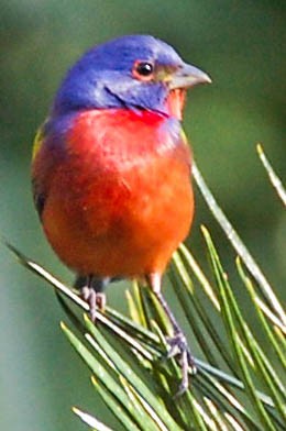Painted Bunting - ML616040569