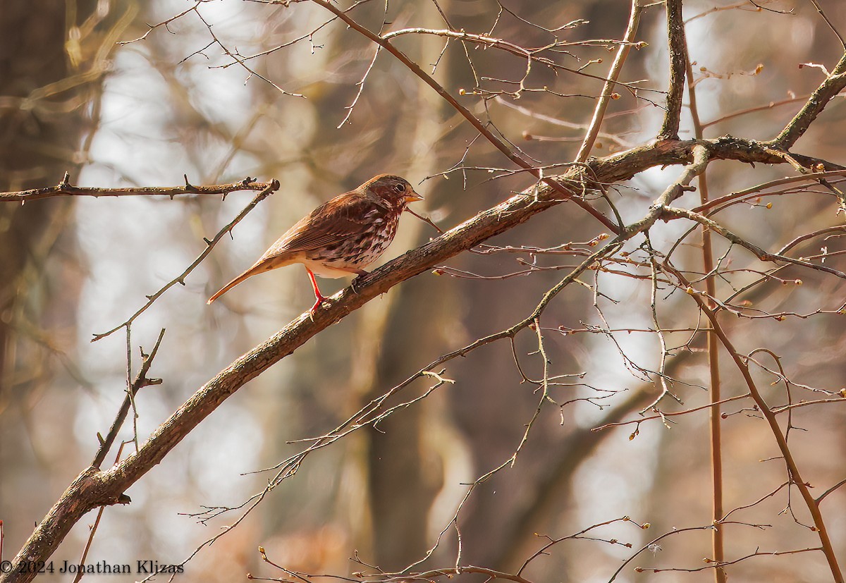 Fox Sparrow (Red) - ML616040601