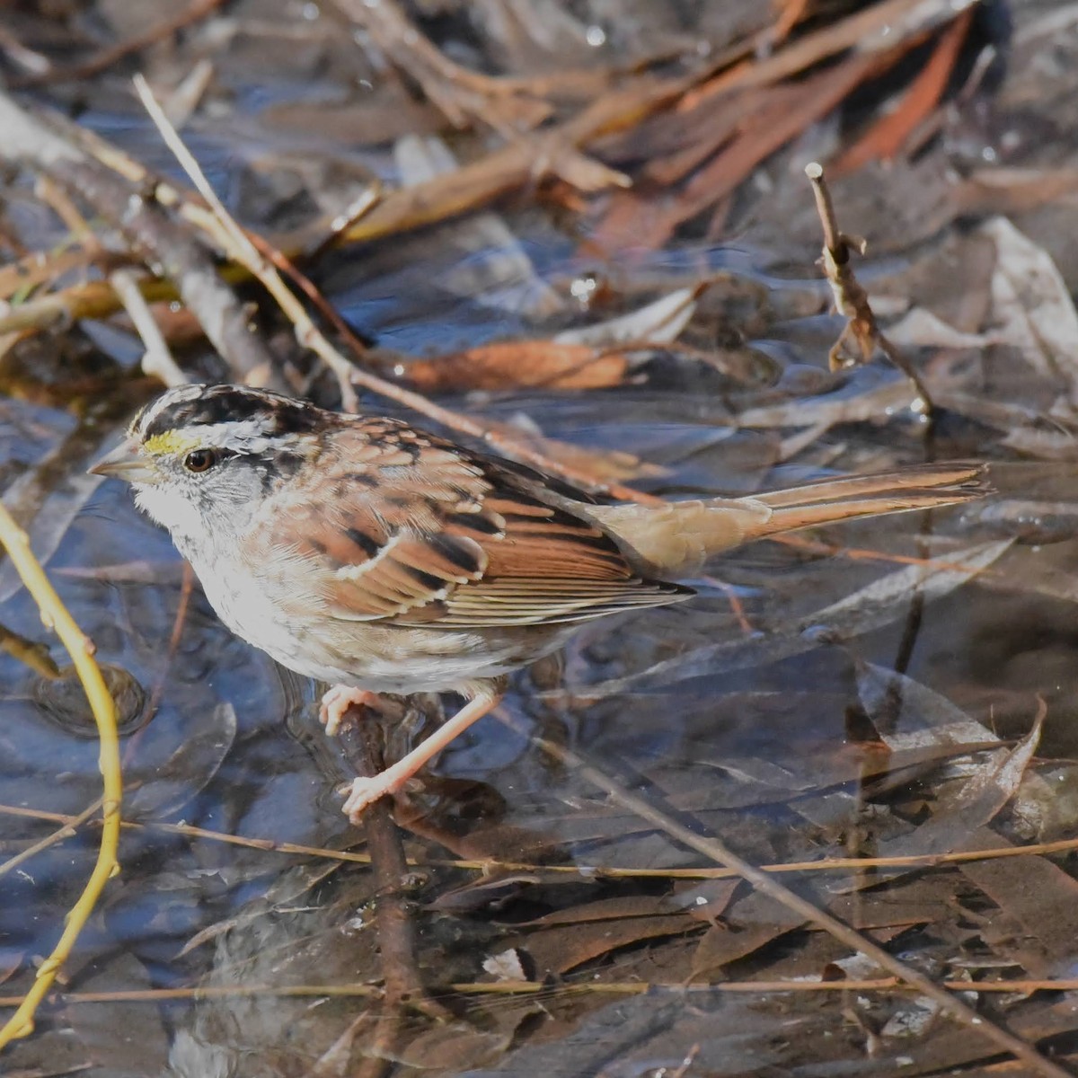 White-throated Sparrow - Valerie Bourdeau