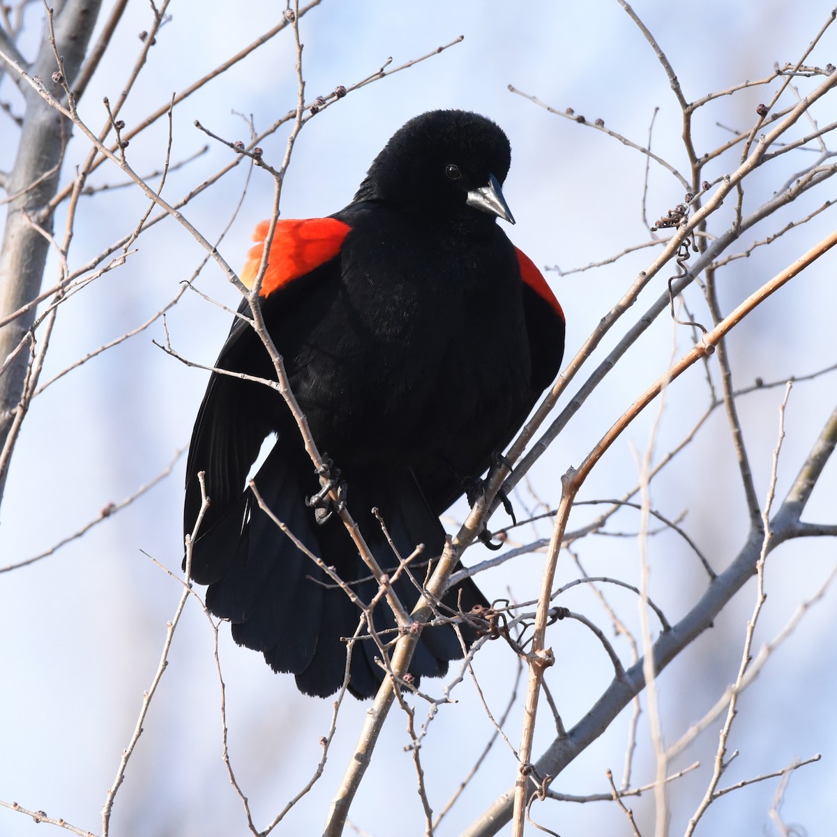 Red-winged Blackbird - ML616040614