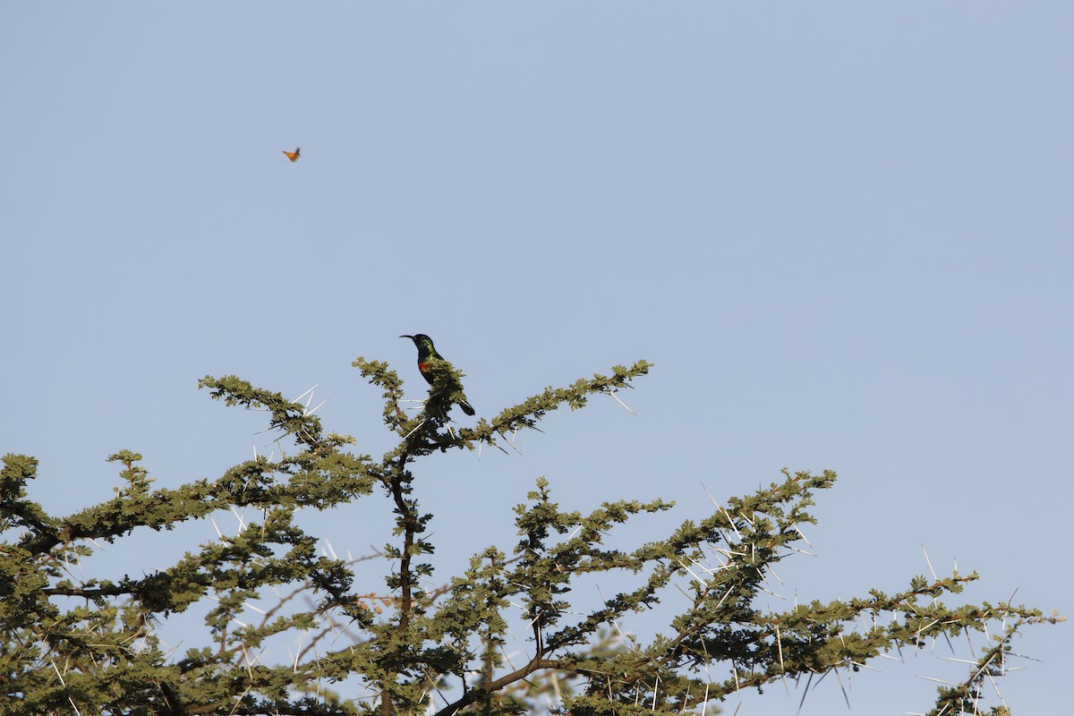 Black-bellied Sunbird - Rene Ritsema