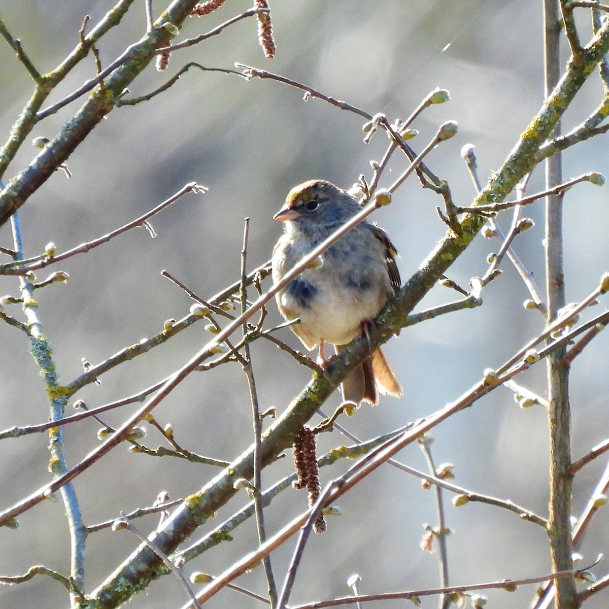 Golden-crowned Sparrow - ML616040642