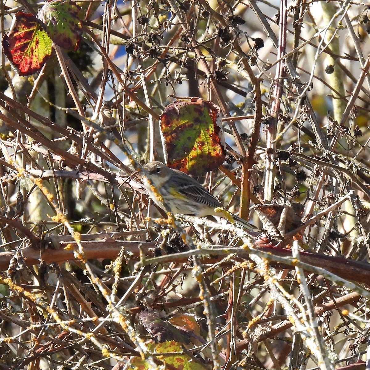 Yellow-rumped Warbler (Myrtle) - ML616040663