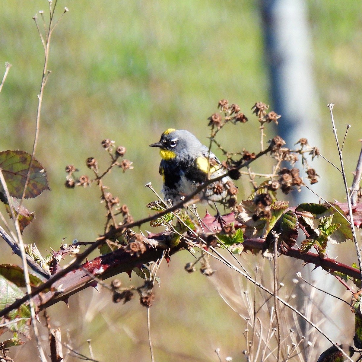 Yellow-rumped Warbler (Audubon's) - ML616040677