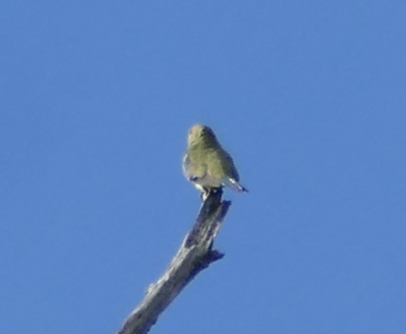Blue-winged Parrot - ML616040680