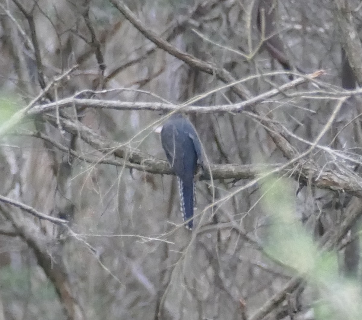 Fan-tailed Cuckoo - ML616040746
