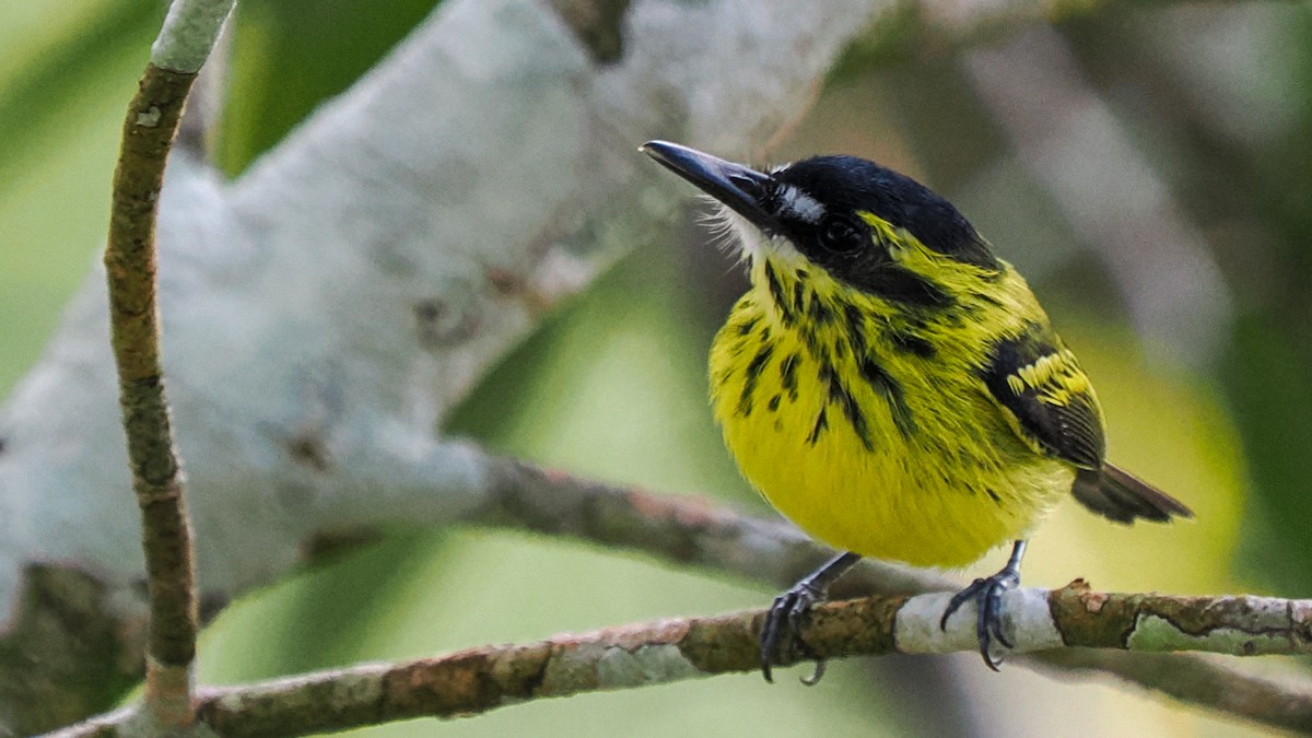 Yellow-browed Tody-Flycatcher - Scott Tuthill