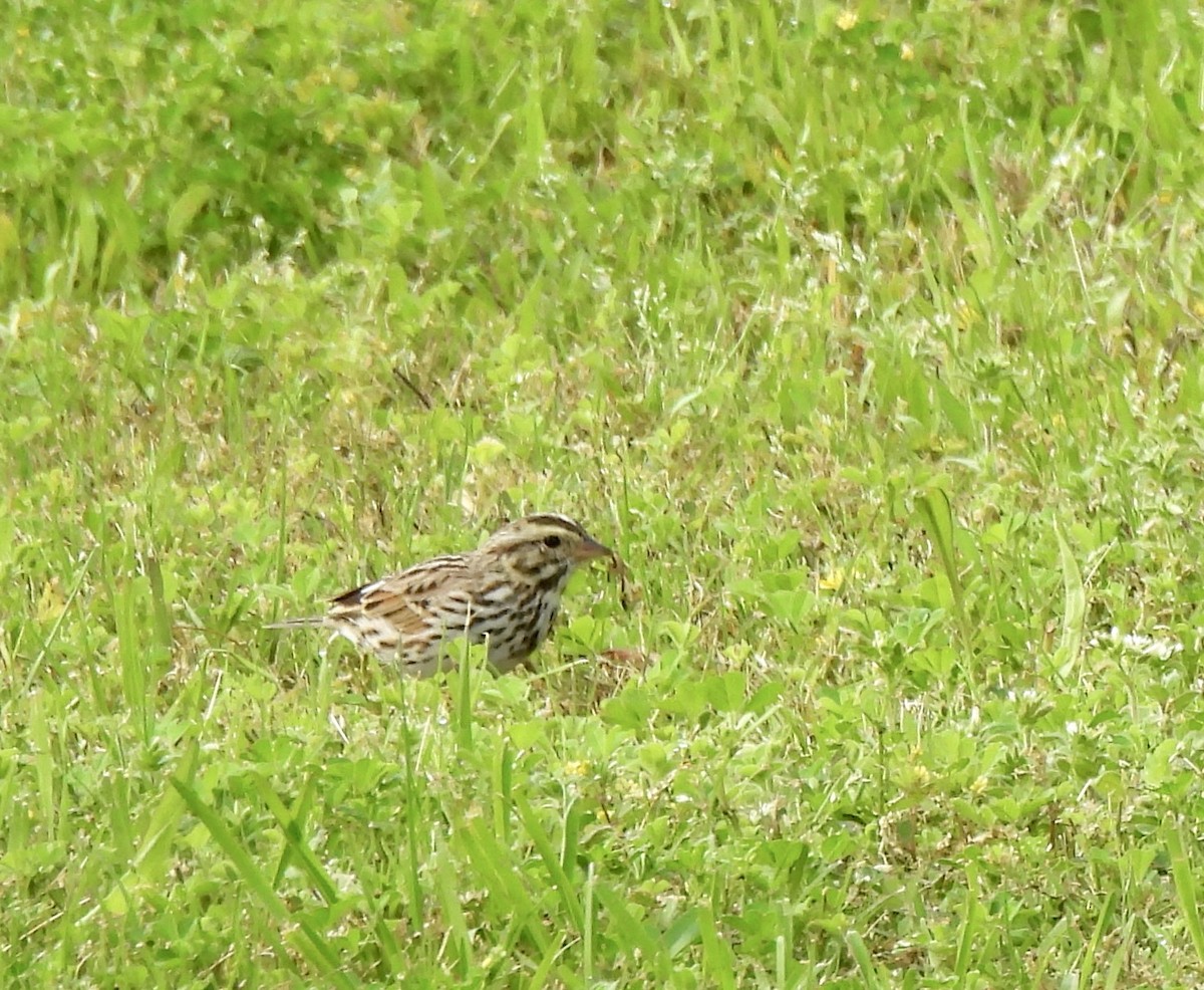 Savannah Sparrow - ML616040894