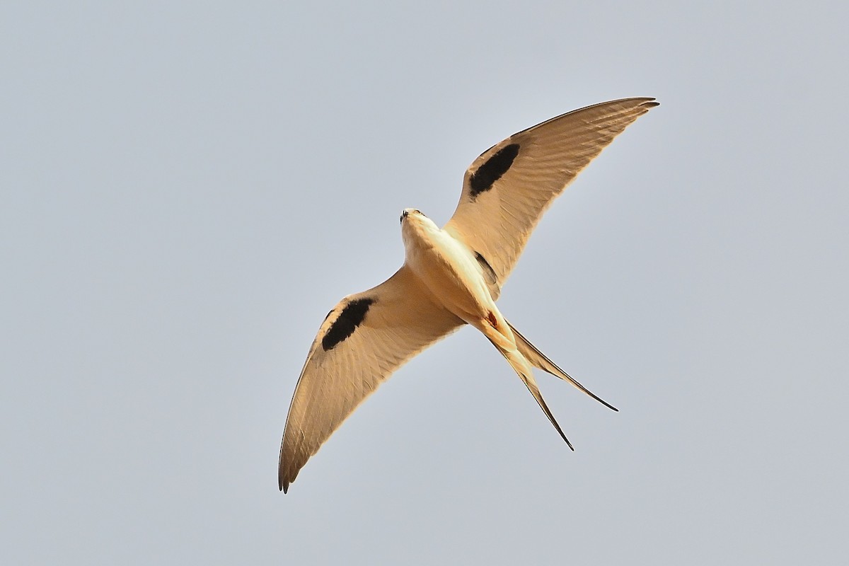 Scissor-tailed Kite - ML616040940