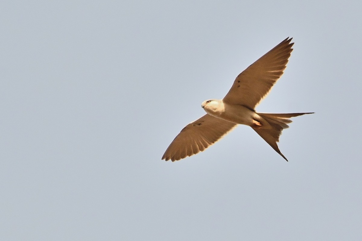 Scissor-tailed Kite - ML616040947