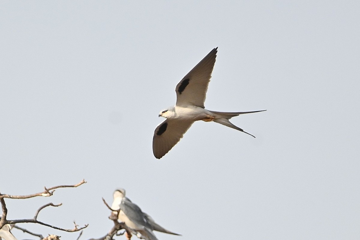 Scissor-tailed Kite - ML616040971