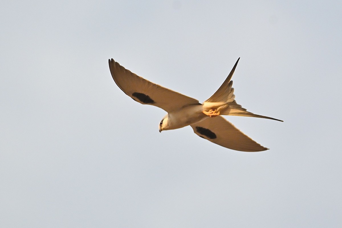 Scissor-tailed Kite - ML616041010