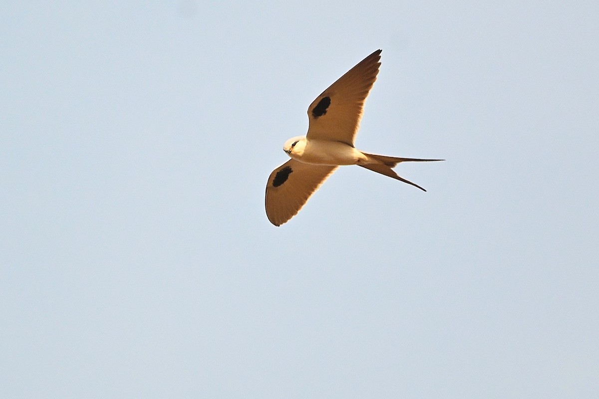 Scissor-tailed Kite - ML616041016