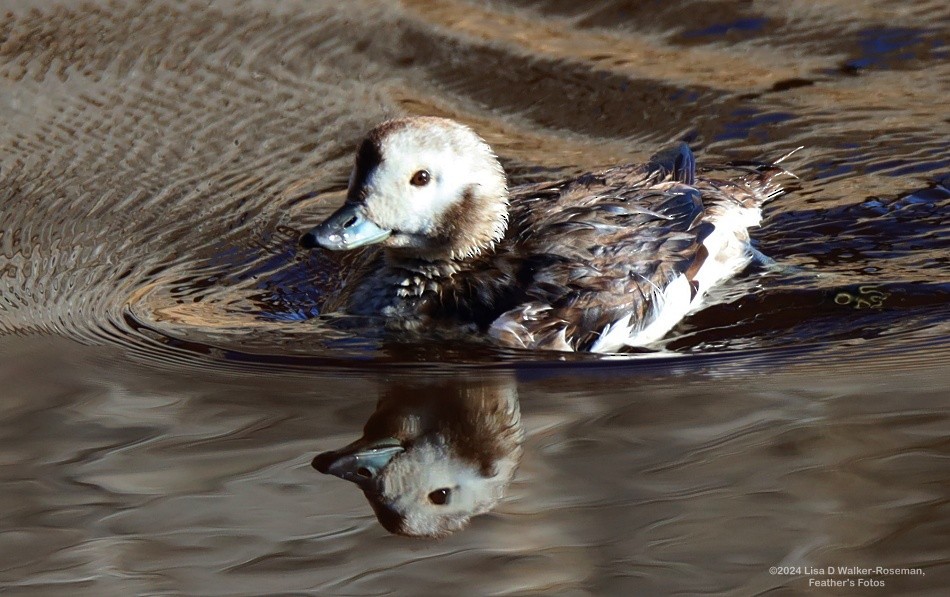 Long-tailed Duck - ML616041089