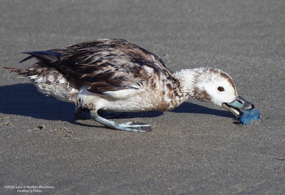 Long-tailed Duck - ML616041091