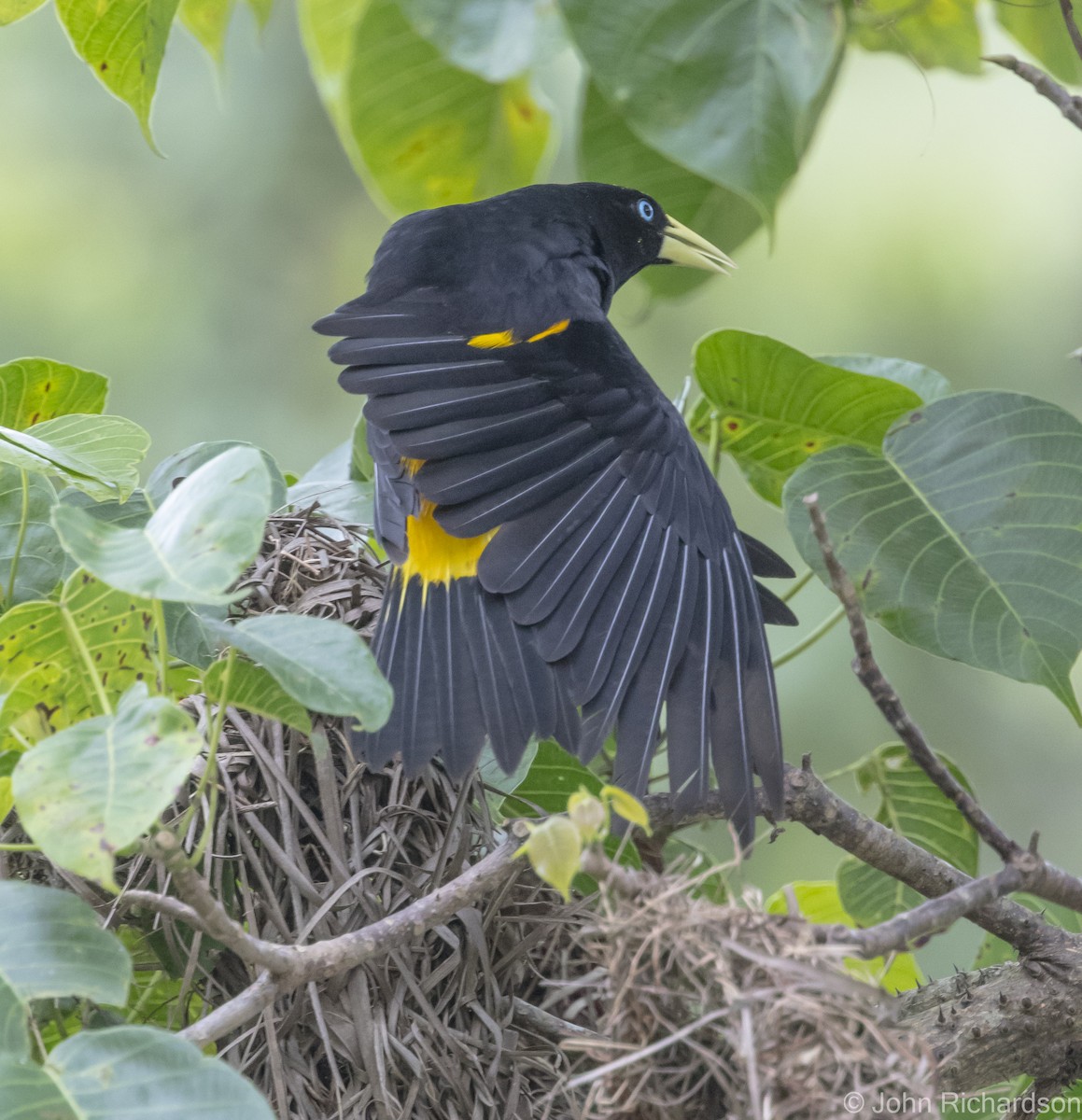 Yellow-rumped Cacique - ML616041174