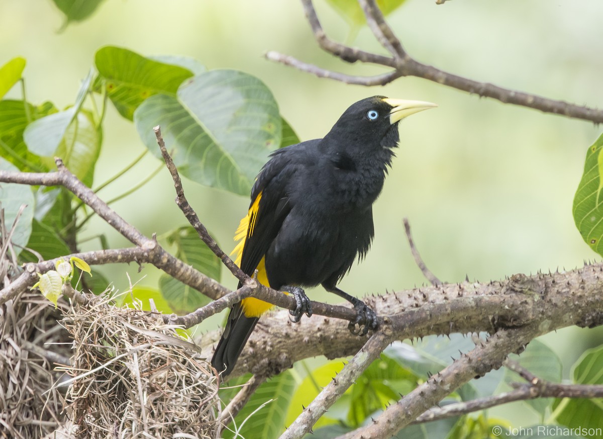 Yellow-rumped Cacique - ML616041177