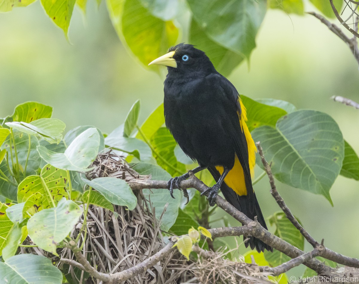 Yellow-rumped Cacique - ML616041179