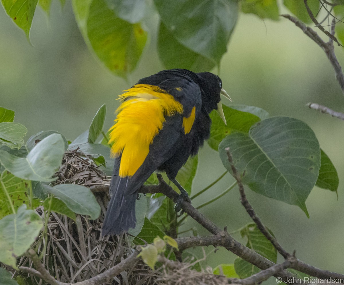 Yellow-rumped Cacique - ML616041181