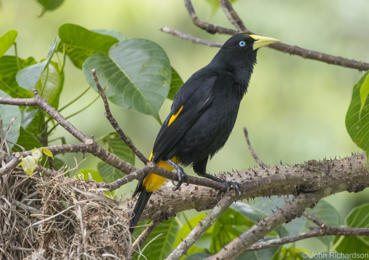 Yellow-rumped Cacique - ML616041182