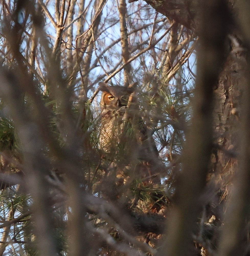 Great Horned Owl - ML616041183
