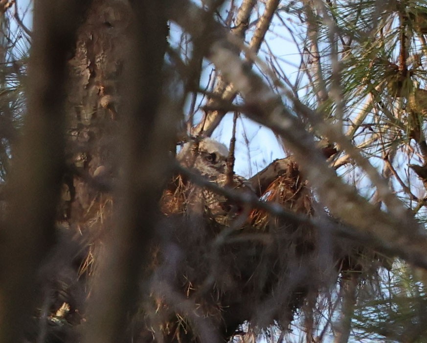 Great Horned Owl - ML616041207