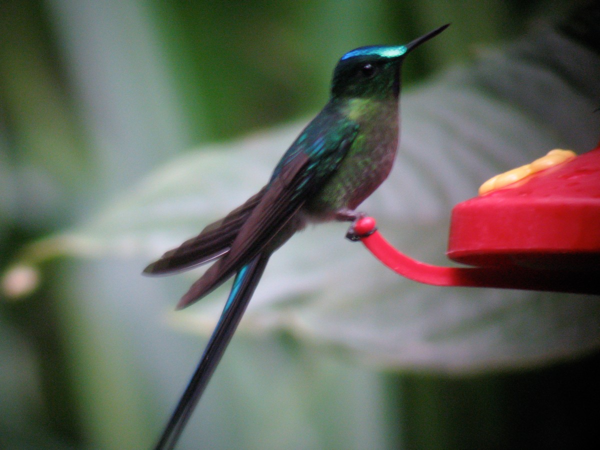 Violet-tailed Sylph - ML616041249