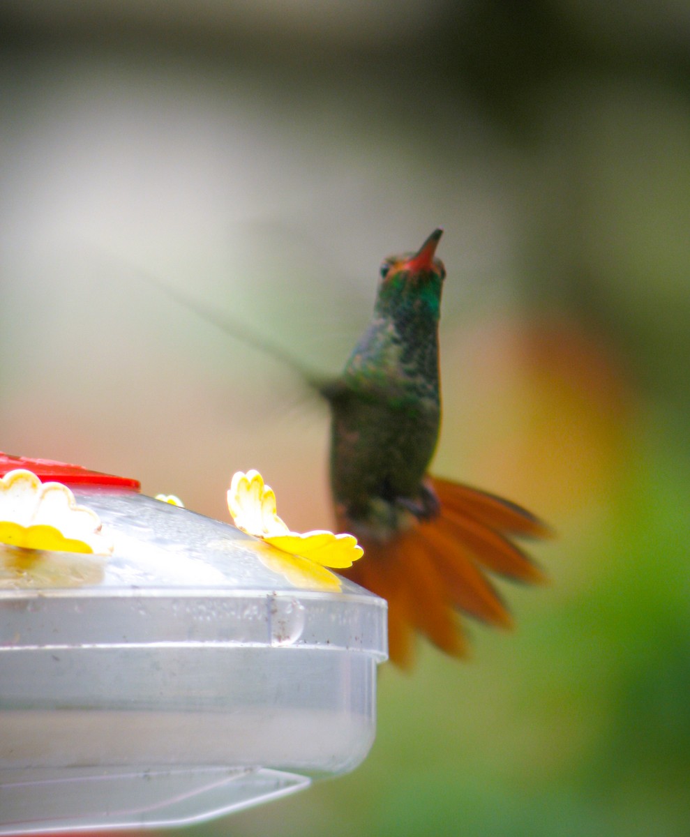 Rufous-tailed Hummingbird - ML616041264