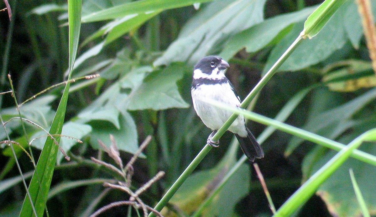 Variable Seedeater - ML616041288