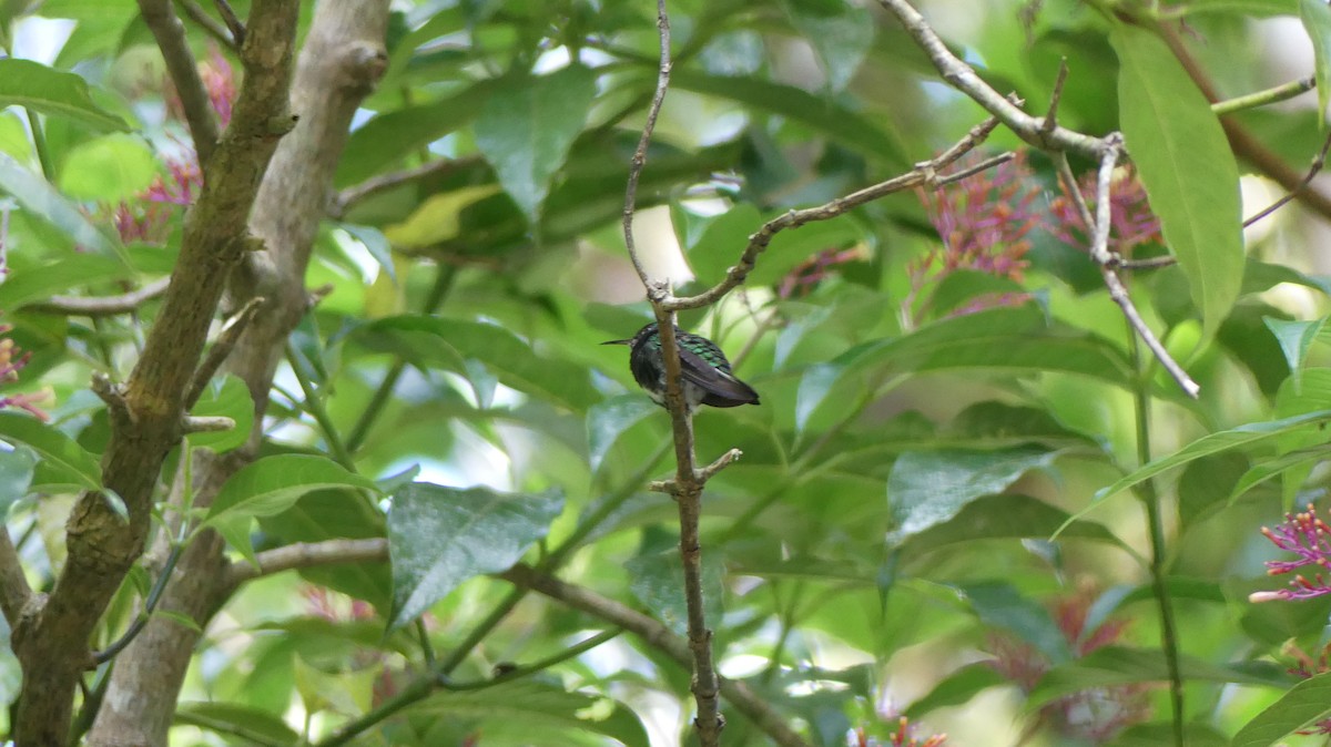 kolibřík zelenopláštíkový - ML616041378
