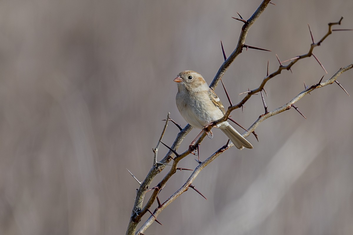 Field Sparrow - ML616041426