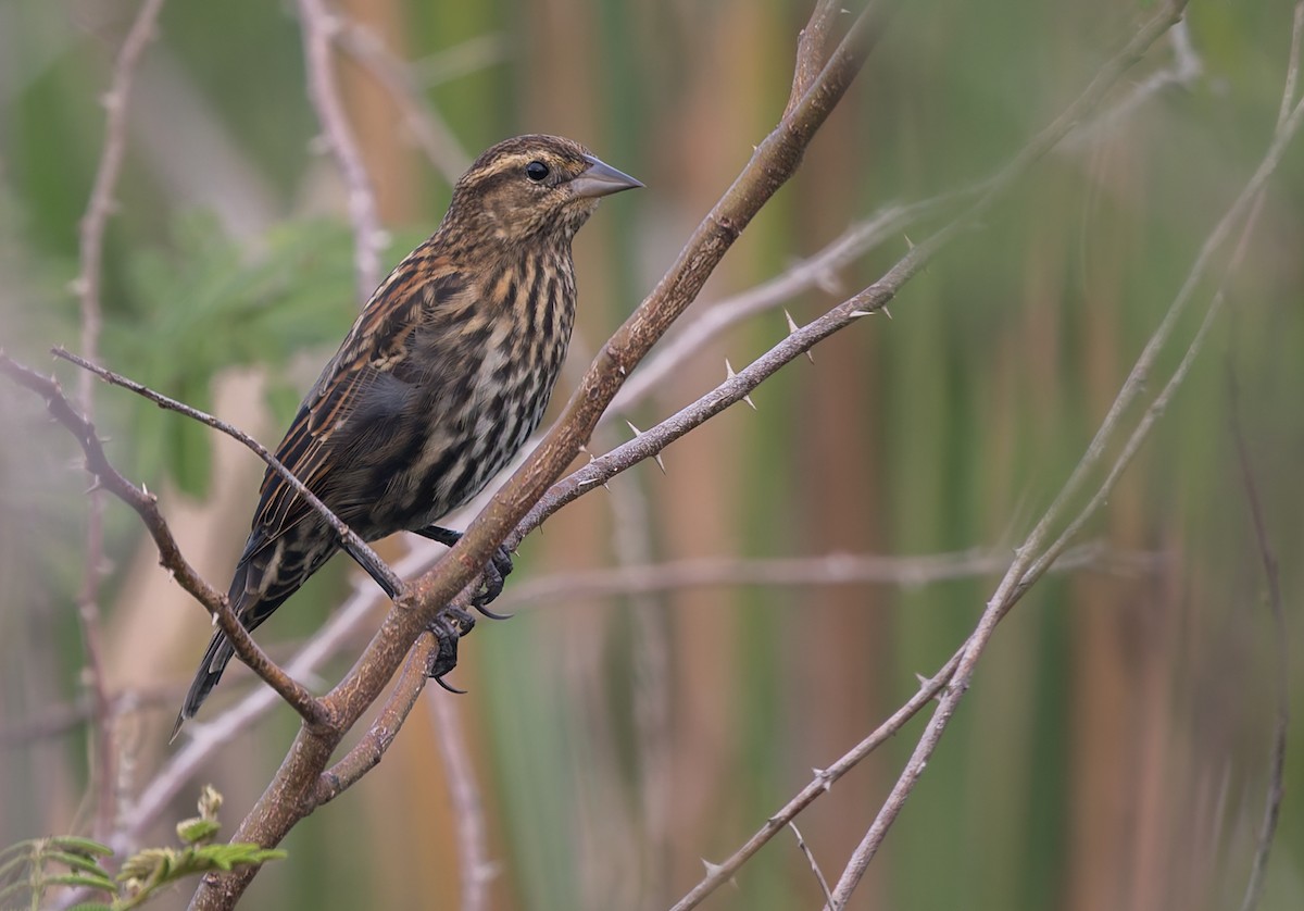 Red-winged Blackbird (Red-winged) - ML616041630