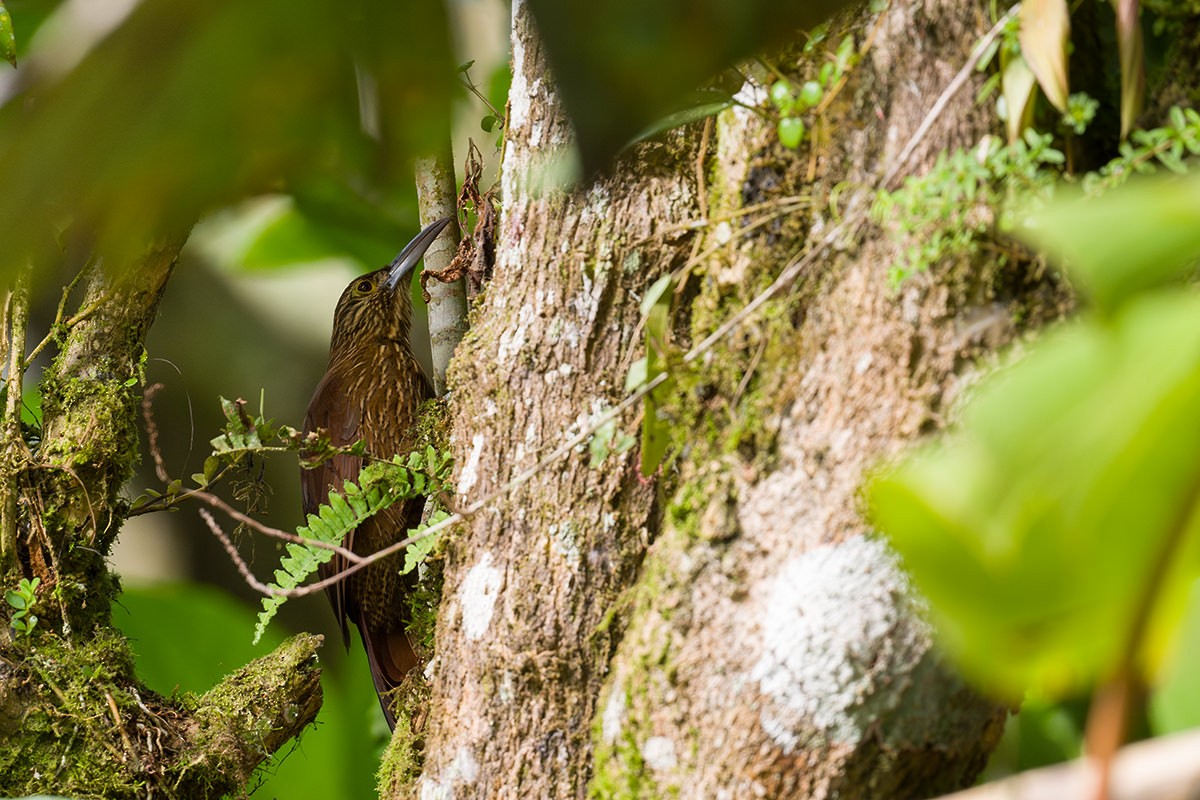Strong-billed Woodcreeper - ML616041803