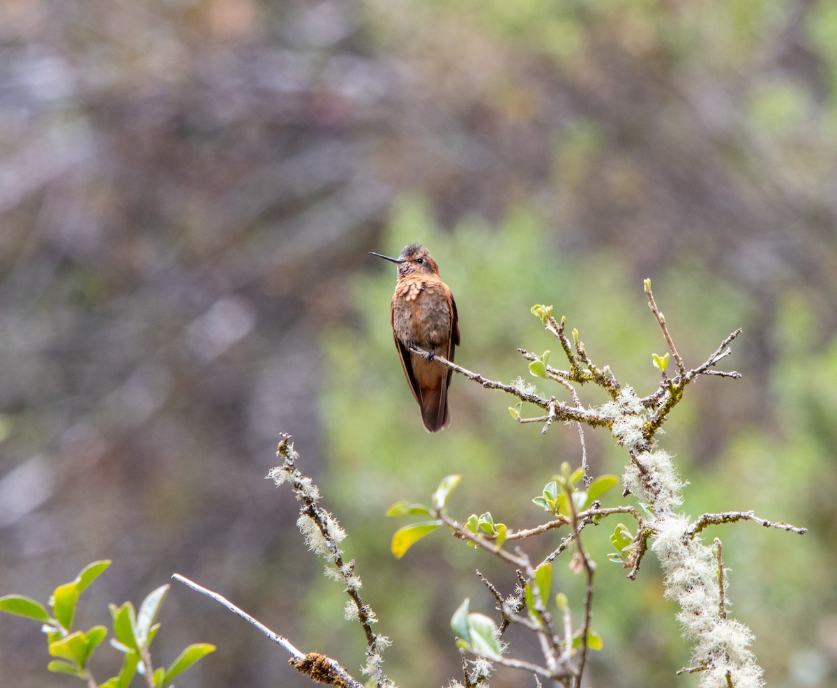 kolibřík duhovohřbetý - ML616041836