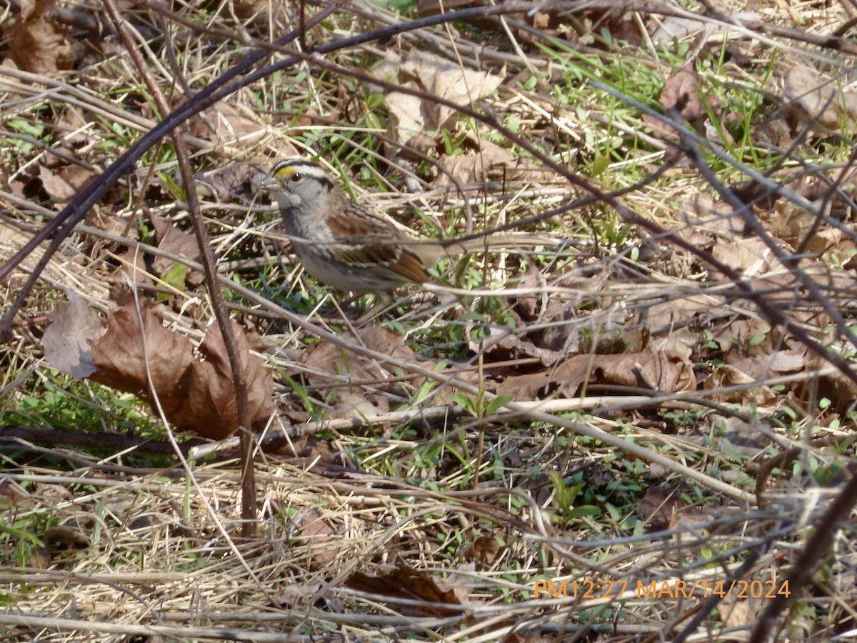 White-throated Sparrow - ML616042056