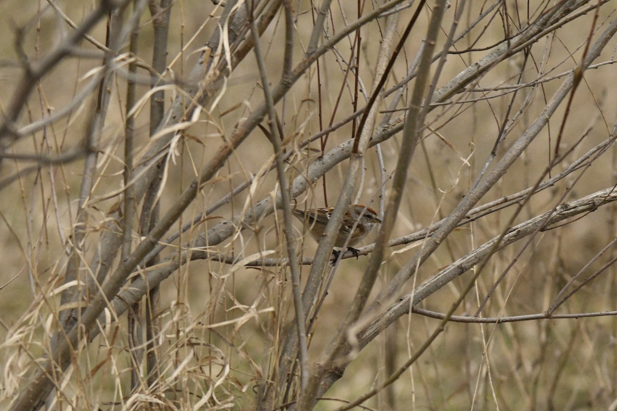 American Tree Sparrow - Randy Dougherty