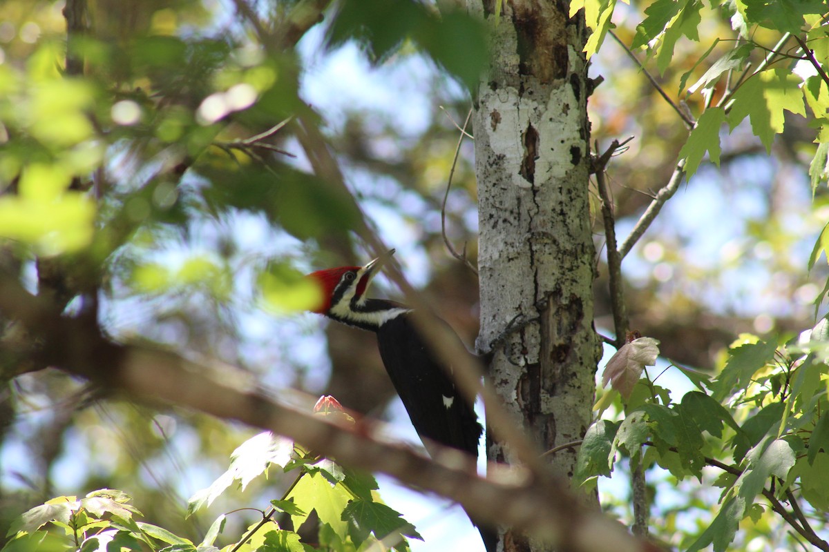 Pileated Woodpecker - ML616042558