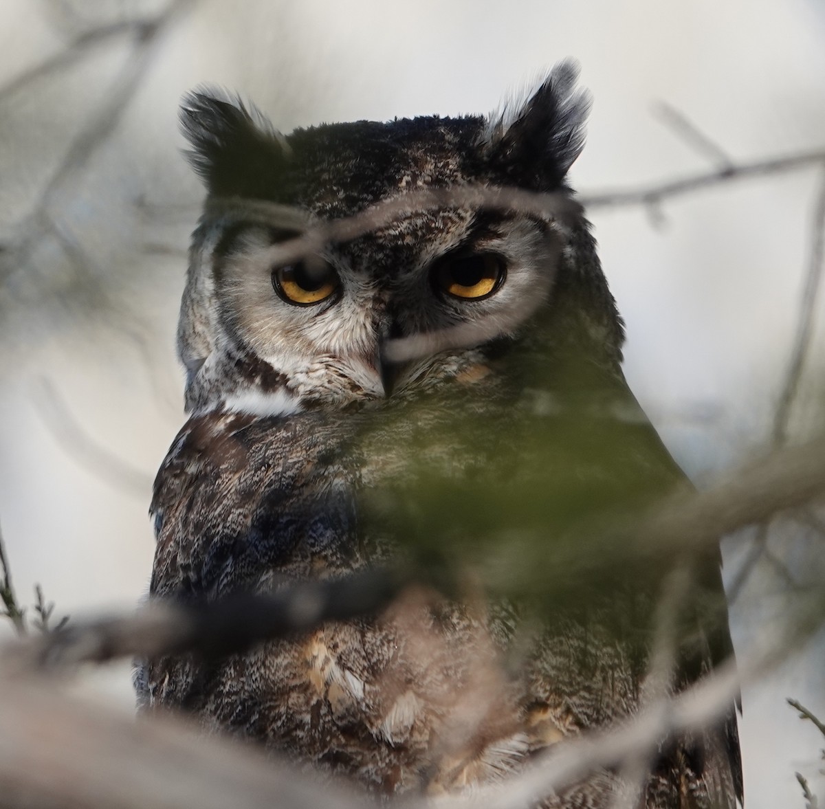 Great Horned Owl - ML616042618