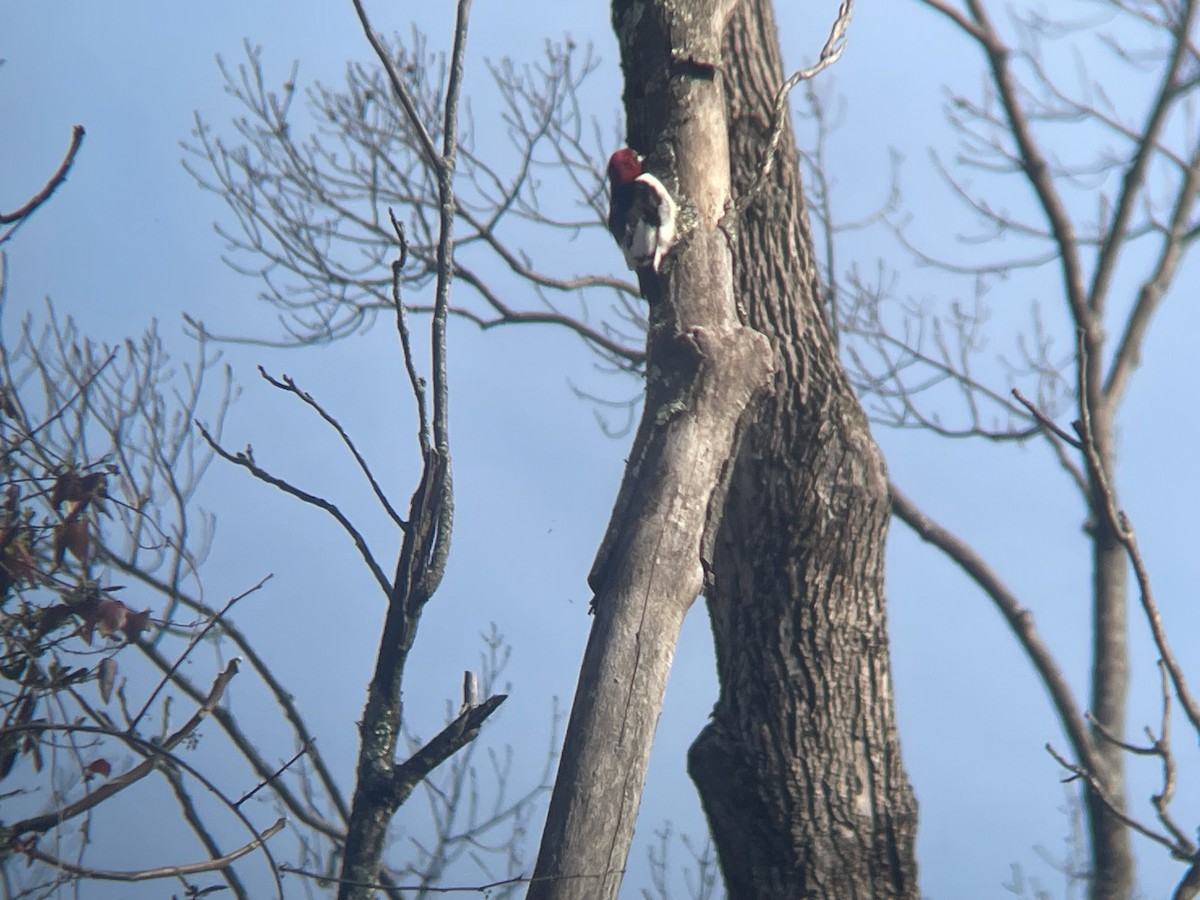 Red-headed Woodpecker - ML616042772