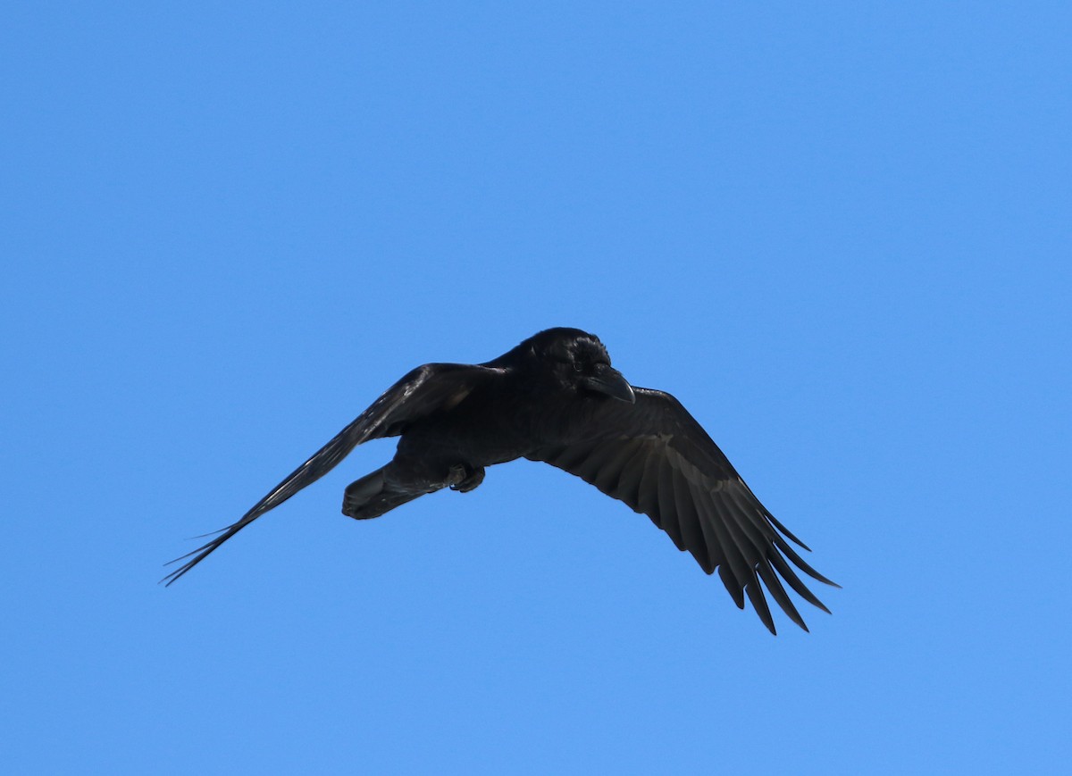 Common Raven - ML616043006