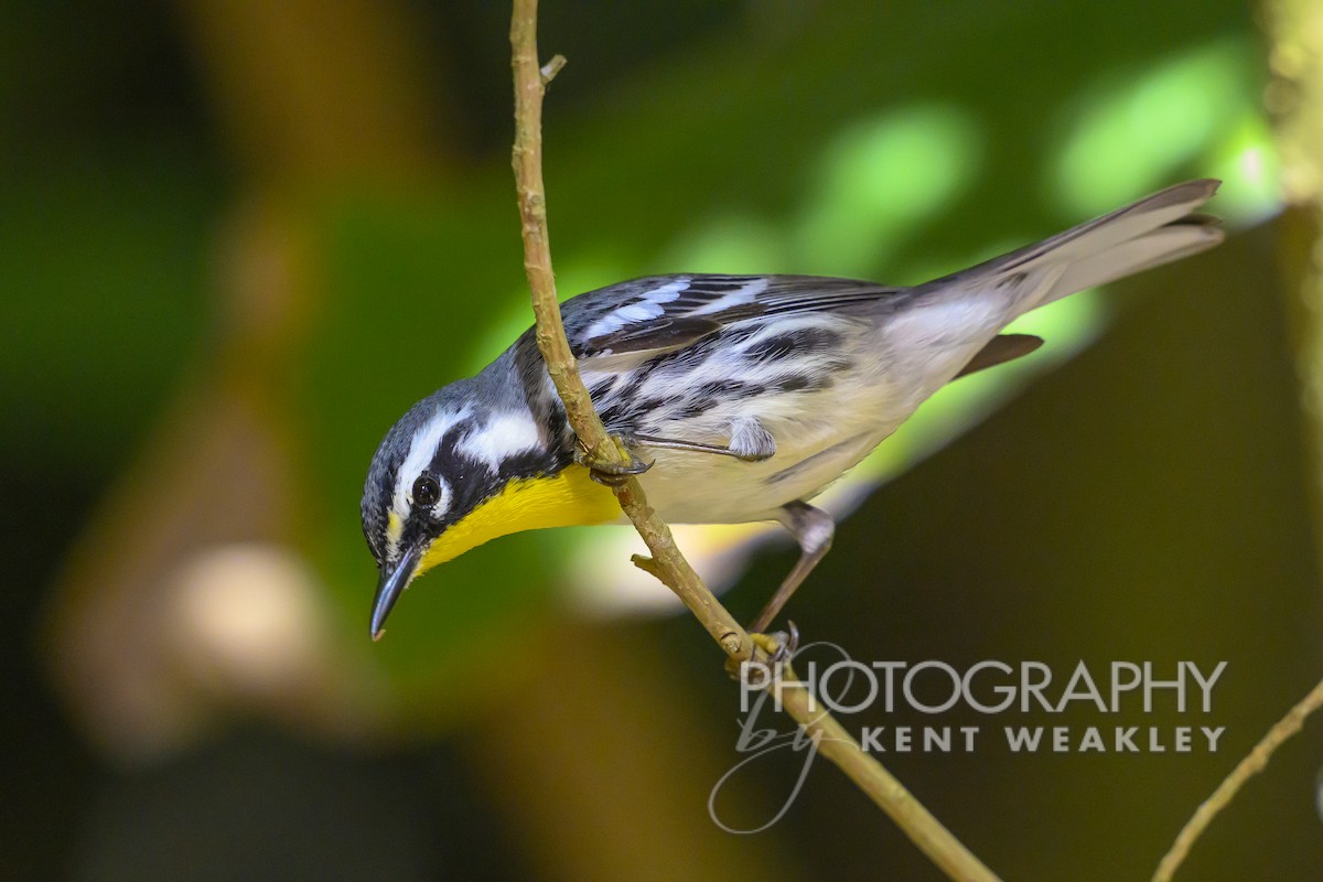 Yellow-throated Warbler - Kent Weakley