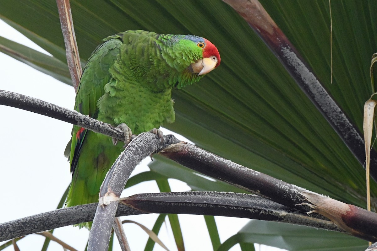 Red-crowned Parrot - ML616043153