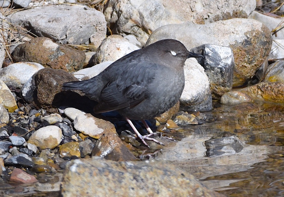 American Dipper - D & I Fennell