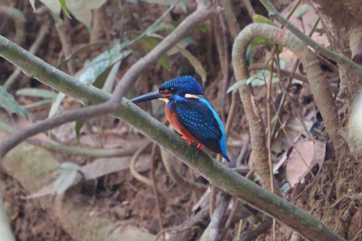 Blue-eared Kingfisher - Paul Holmes