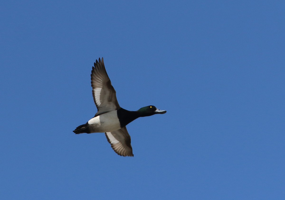 Greater Scaup - ML616043277