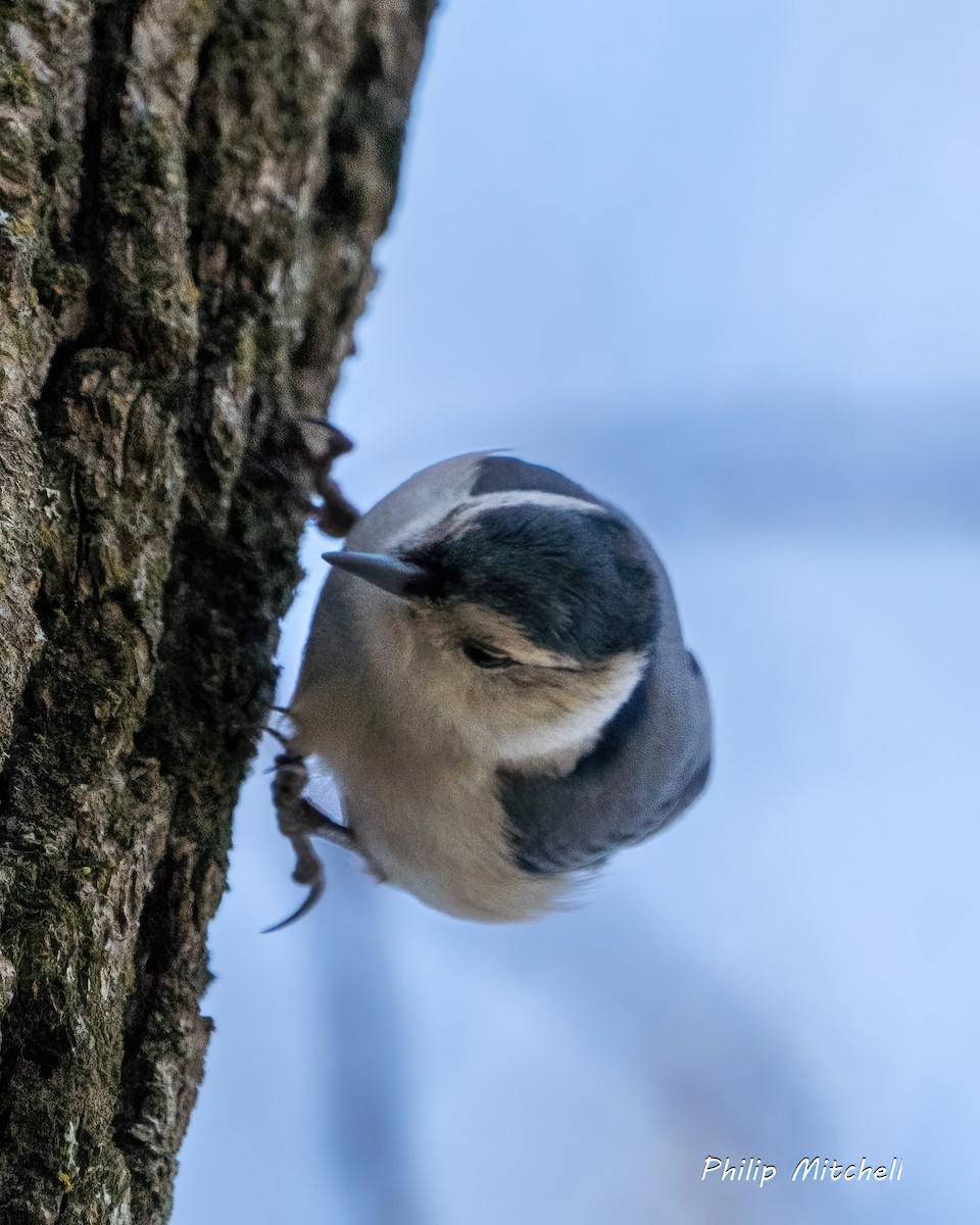 White-breasted Nuthatch (Eastern) - Philip Mitchell