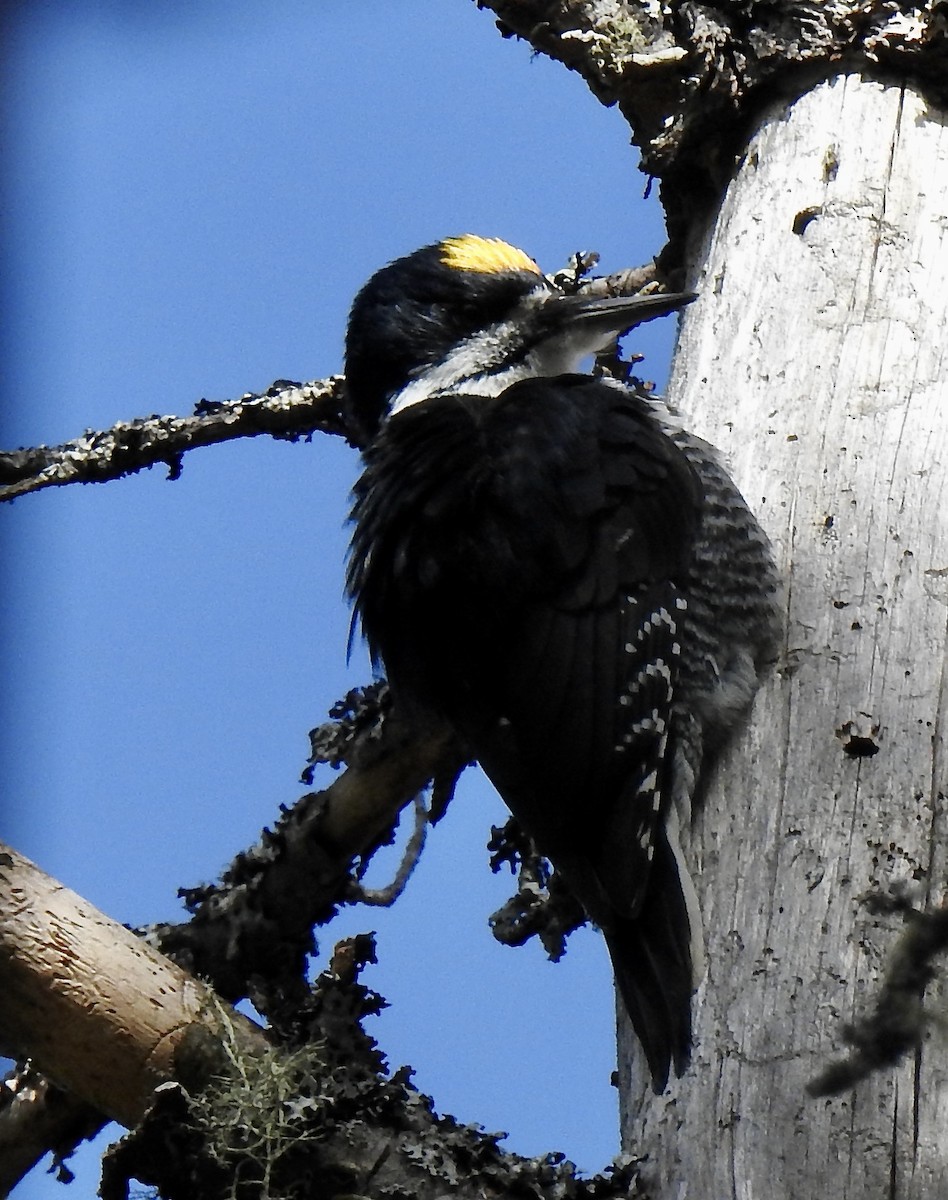 Black-backed Woodpecker - ML616043353