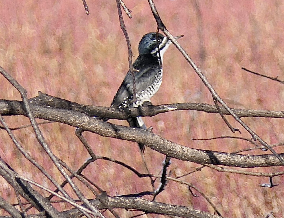 Black-backed Woodpecker - ML616043354