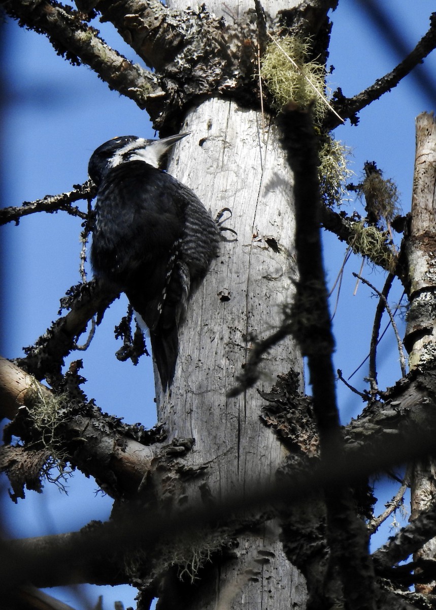 Black-backed Woodpecker - ML616043355