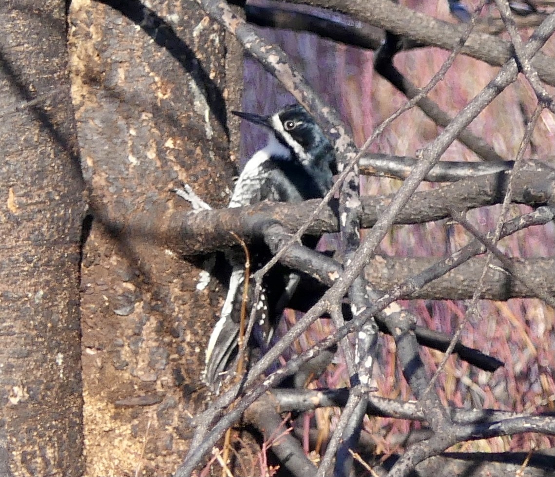 Black-backed Woodpecker - ML616043356